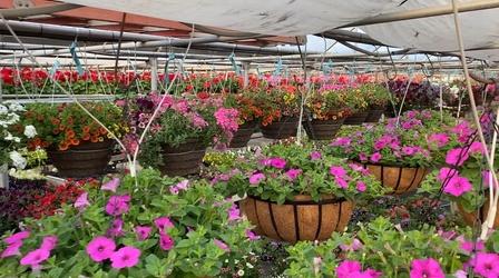 Video thumbnail: South Dakota Home Garden South Dakota Home Garden: Flowering Plants