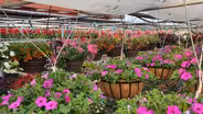 South Dakota Home Garden:  Flowering Plants