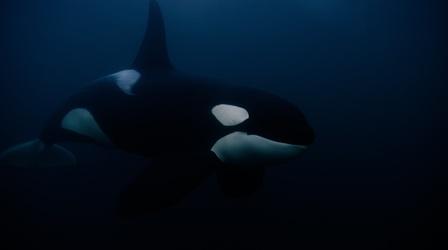 Video thumbnail: Wild Scandinavia Researching Orcas In the Northern Seas