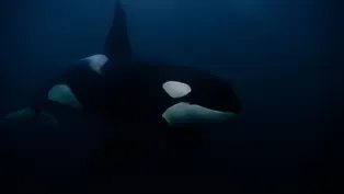 Researching Orcas In the Northern Seas