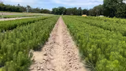 Native Trees at Bessey Nursery & Pesticides