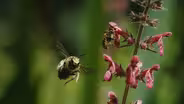 Monster Bee Defends his Territory and his Mate