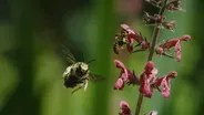 Monster Bee Defends his Territory and his Mate