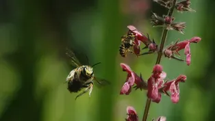 Monster Bee Defends his Territory and his Mate