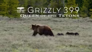 Trailer | NAAT #4211 | Grizzly 399: Queen of the Tetons