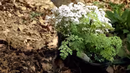 Planting on a Slope