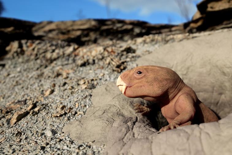 Mammal Origins Poster