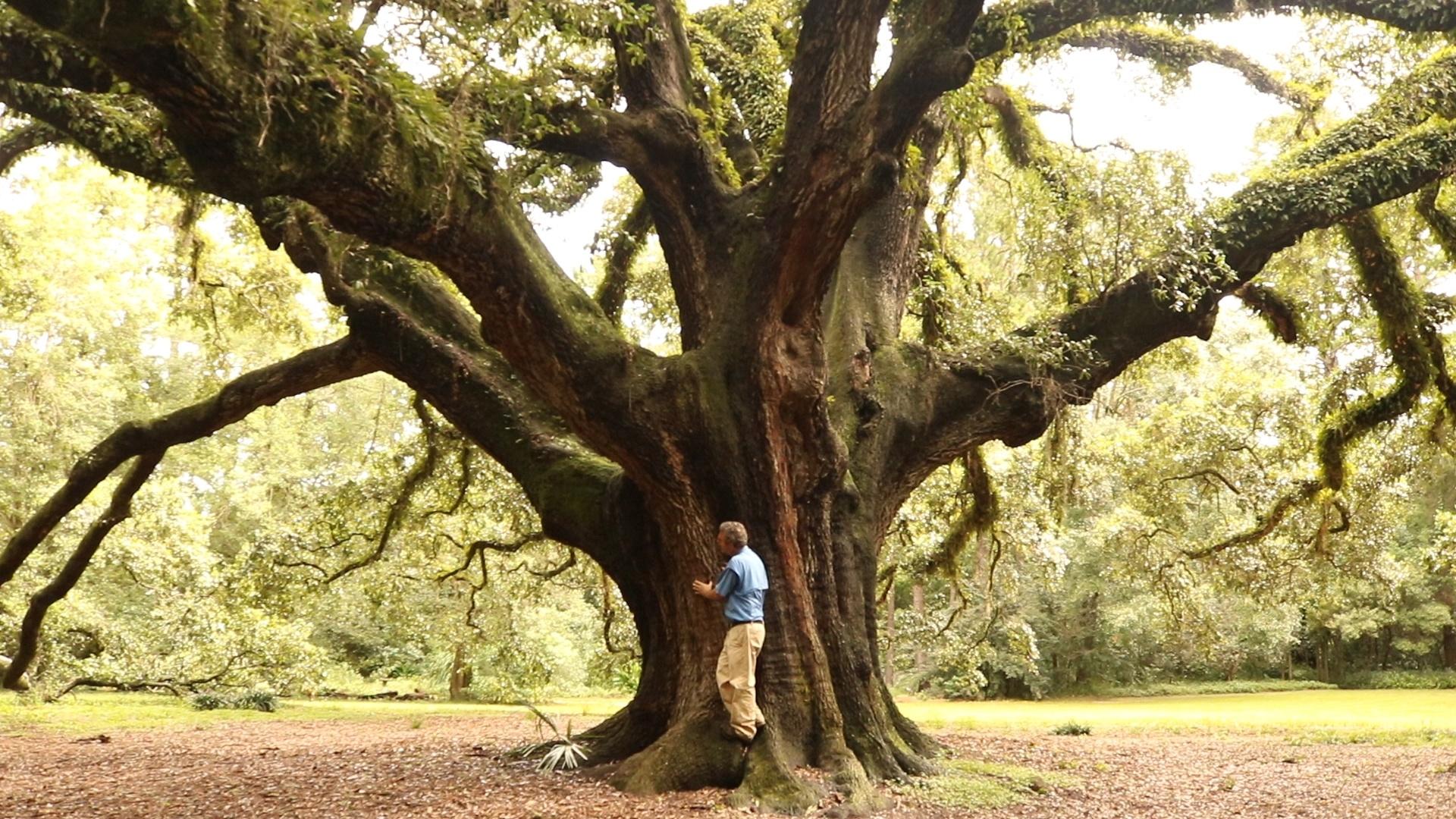 Live Oaks in Tallahassee Part 1 | History, Age, and Exceptional Trees