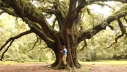 Live Oaks in Tallahassee Part 1 | History and Age