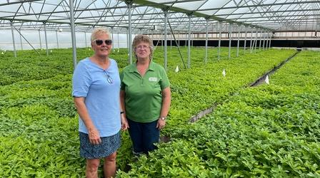 Video thumbnail: Prairie Yard & Garden Valley Tissue Culture Spuds