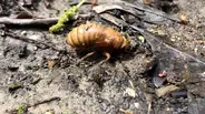 Cicada Nymph Spotted in Forest Preserve