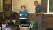 Planting a Container & When to Spray Fungicide on Tomatoes