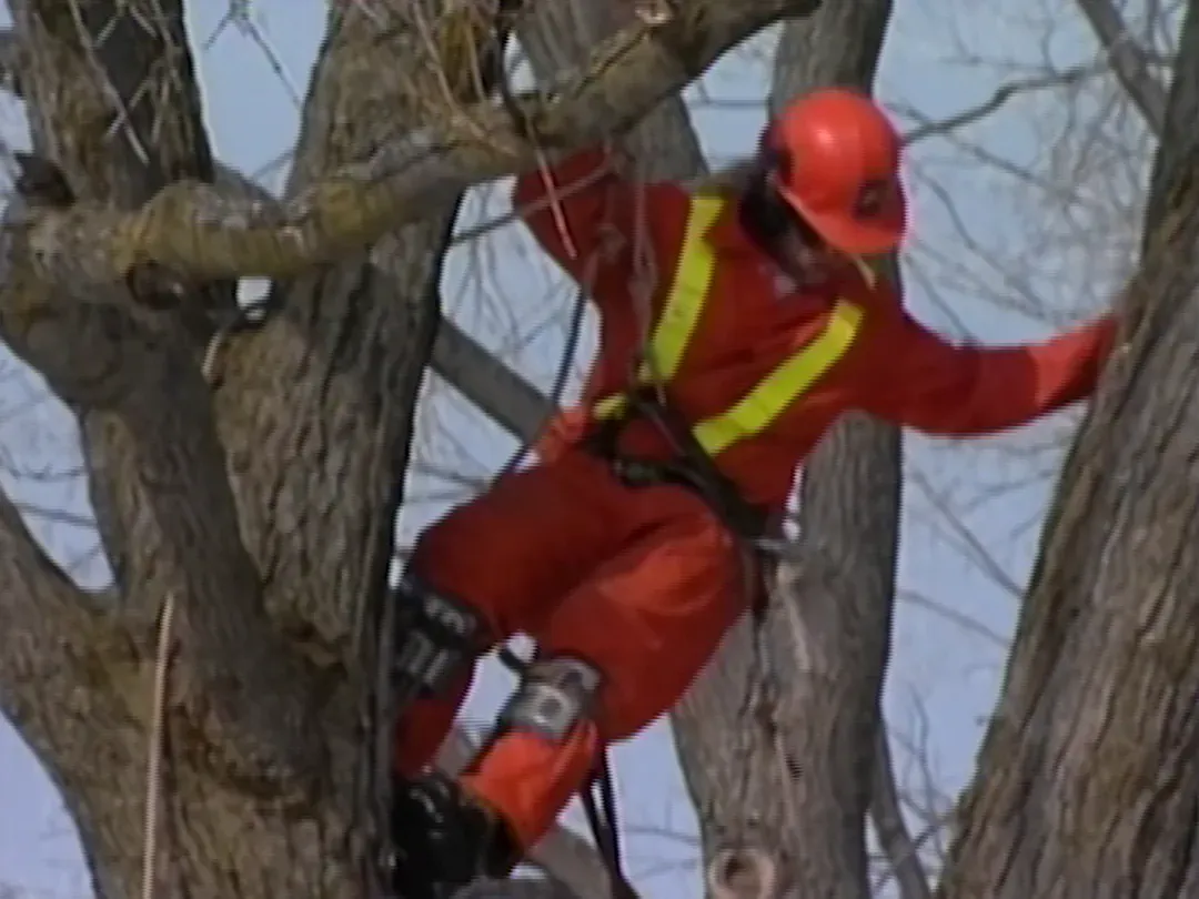 Afterlife of Ice Storm ‘98