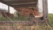 Poultry Supply