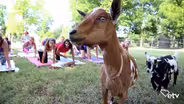 Goat Yoga