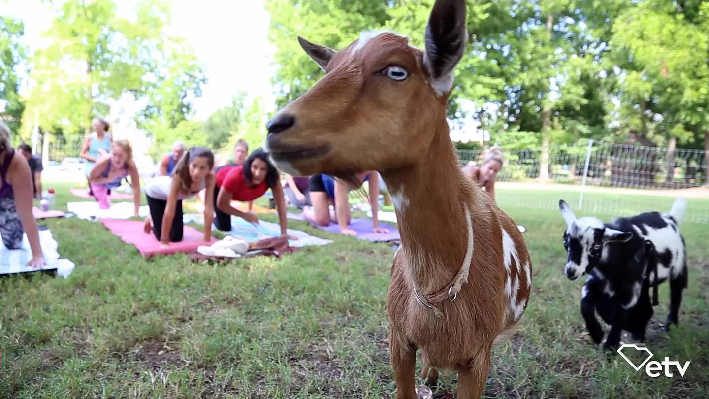 Goat Yoga