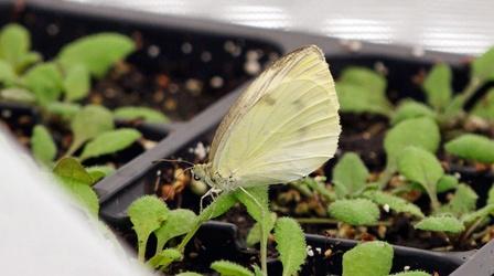 Video thumbnail: Urban Nature Backyard Butterflies, Meet Climate Change