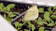 Backyard Butterflies, Meet Climate Change