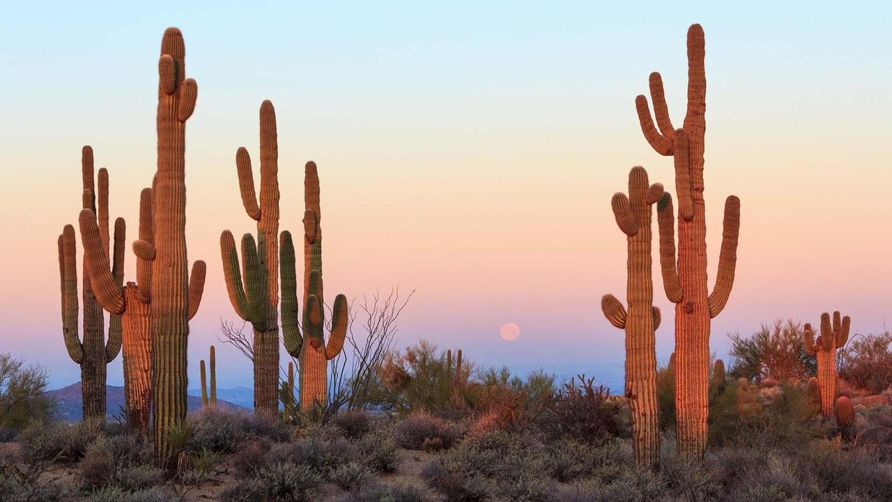 Arizona