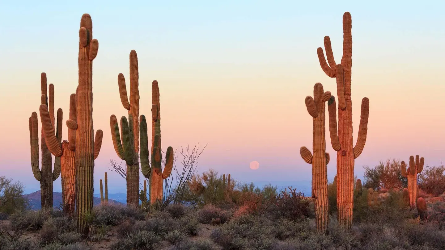Arizona