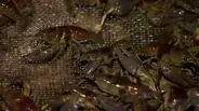 Live Bait Shop at Montrose Harbor a Relic of Fishing Heyday