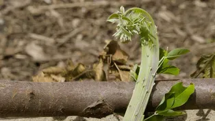 Buffalo Grass Management & Fasciation