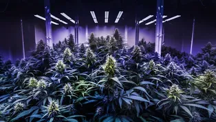 The Unseen Obstacles of New York's Cannabis Industry