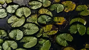 MISSISSIPPI POND