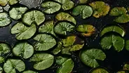 MISSISSIPPI POND