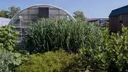 Garden Scouting & Beetle Identification