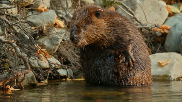 Beavers Help to Control California's Forest Fires