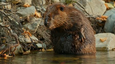 Video thumbnail: Changing Planet Beavers Help to Control California's Forest Fires