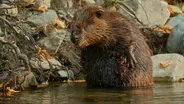 Beavers Help to Control California's Forest Fires