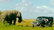 What It Takes to Film Elephants in the Wild