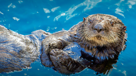 Otters: Cute, Playful, Geniuses?: asset-mezzanine-16x9