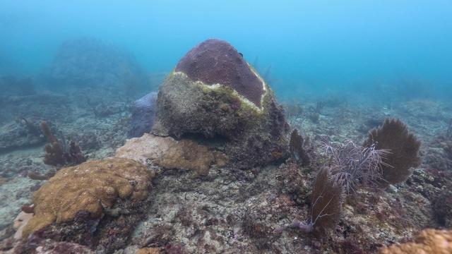 Changing Seas | Corals in Crisis