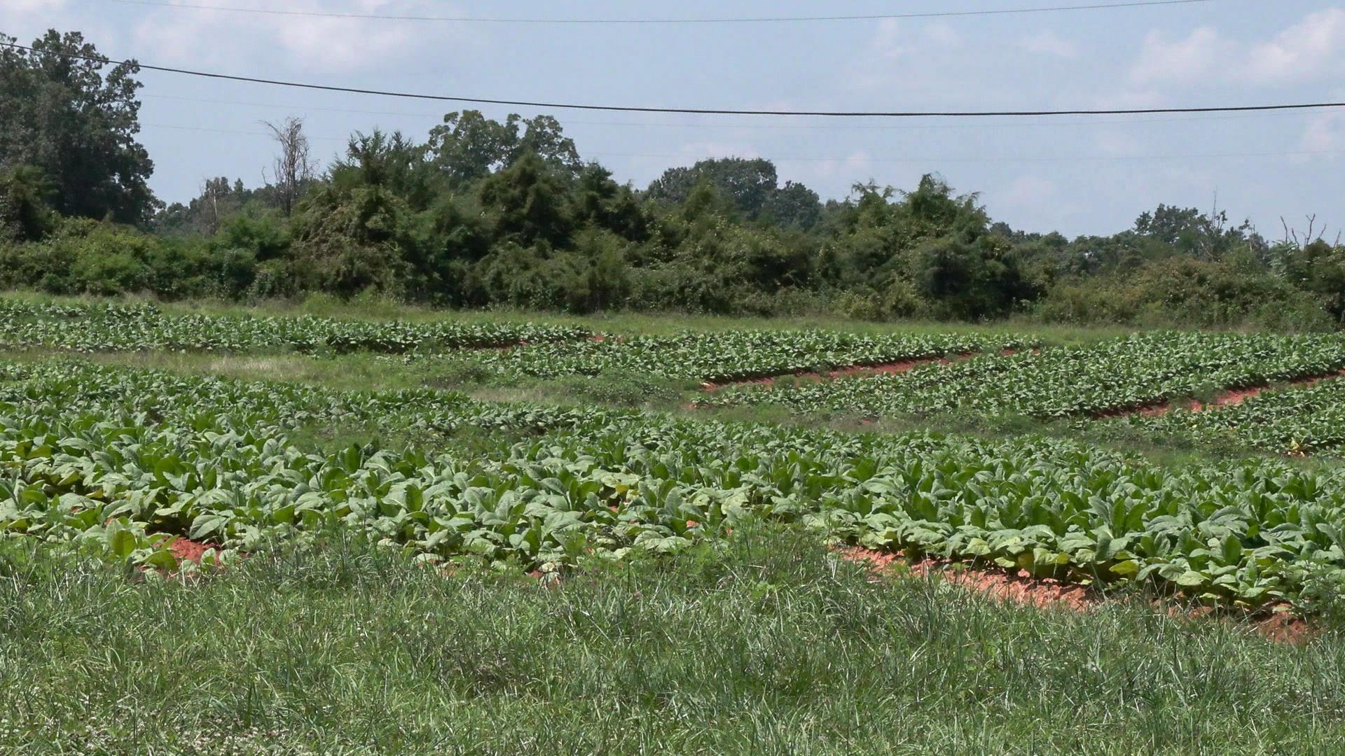 the primary market for the virginia tobacco crop was in American colonies How Virginia's tobacco legacy endures