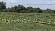 How Virginia's tobacco legacy endures in repackaged form
