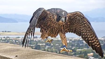 Video thumbnail: Deep Look Watch These Peregrine Falcons Become Fierce Parents