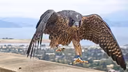 Watch These Peregrine Falcons Become Fierce Parents