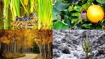 Video thumbnail: Arizona Encore True Concord: Seasons