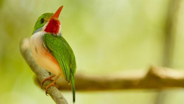 Nature | Cuba's Wild Revolution