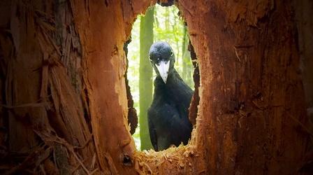 Video thumbnail: Nature Rare Black Woodpecker Family Caught on Camera