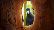 Rare Black Woodpecker Family Caught on Camera