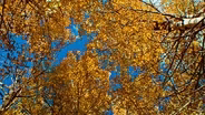 LAST OF THE OCHRE AUTUMN IN THE ROCKIES - Extended Version