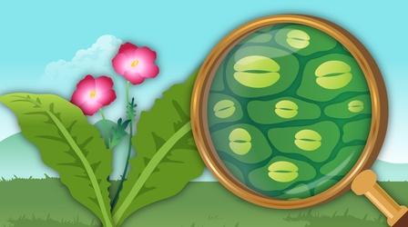 Video thumbnail: Crash Course Botany What Do These Creepy Plant Mouths Do?