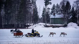 An Abandoned Baby Reindeer