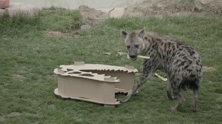 Video thumbnail: Broad and High CCAD and the Zoo, Rafael Rosado, Reading with Friends