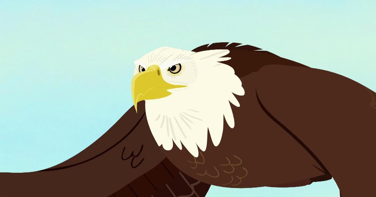 Wild Kratts Bald Eagle Power | atelier-yuwa.ciao.jp