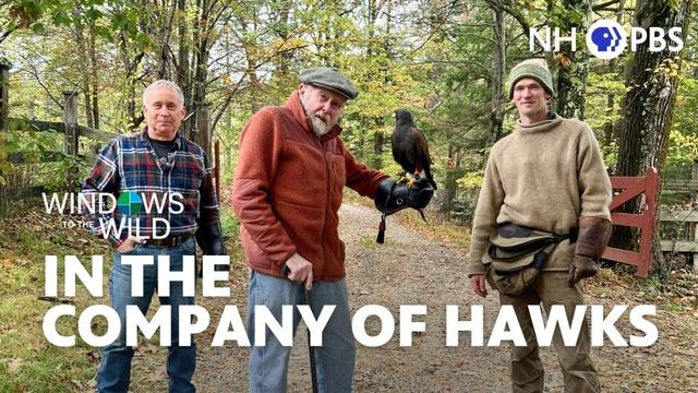 In the Company of Hawks